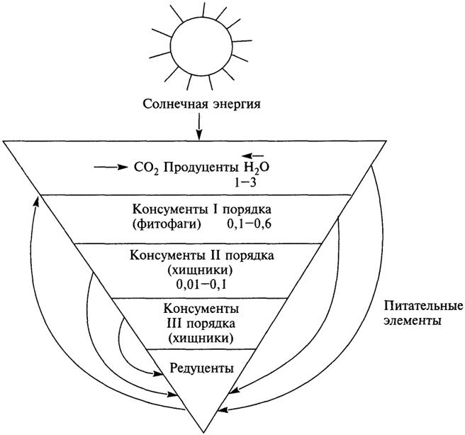 Рис. 3.3. Пирамида биомасс и трофические уровни в экосистеме. Биомасса дана в условных числах