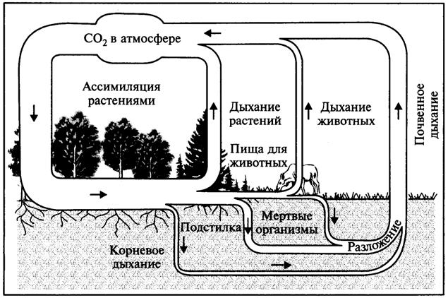 Рис. 5.3. Круговорот углерода в биосфере