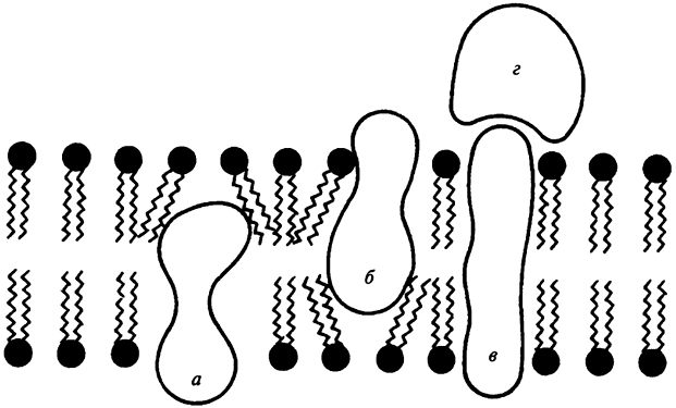 Рис. 15. Расположение интегральных (а, б, в) и периферического (г) белков в бимолекулярном липидном слое