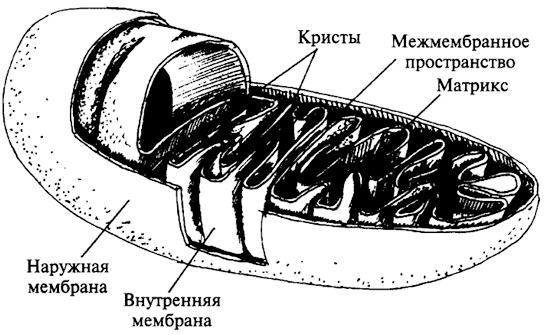 Рис. 22. Схематическое изображение митохондрии