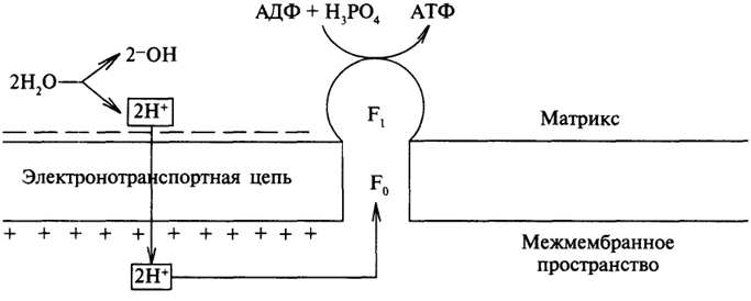 Рис. 26. Синтез АТФ, сопряженный с электронотранспортной цепью