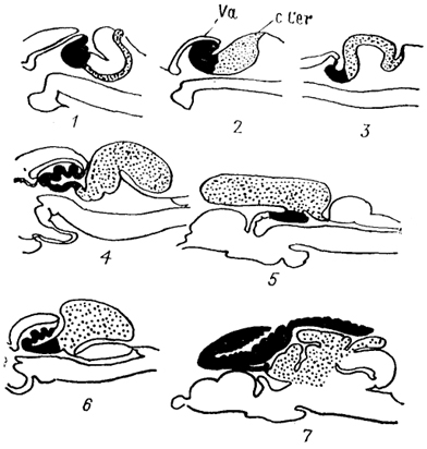  Рис. 44. Строение мозжечка костистых рыб (Nieuwenhuys, 1982). 1 - Erpetoichthys, 2 - Scaphirhynchus, 3 - Amia, 4 - Salmo, 5 - Glorias, 6 - Xenomystus, 7 - Gnathonemus.