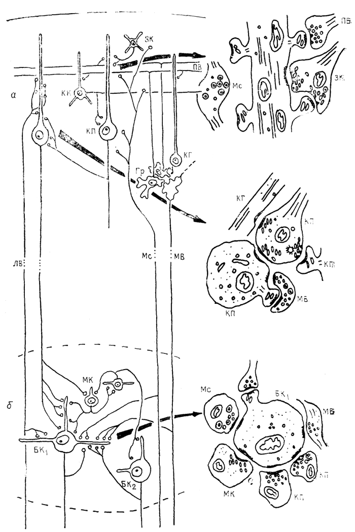  Рис. 47. Организация связей в мозжечке приматов (по: Chan-Palay, 1977) а - кора, б - ядра мозжечка. МК - малые, БК: и БК2 - большие клетки ядер мозжечка. Остальные обозначения, как на рис. 45, 46.