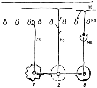  Рис. 48. Афференты коры мозжечка (по: Dietrichs, Haines, 1989). 1 - от нижней оливы, 2 - от гипоталамуса, 3 - от других отделов мозга. Остальные обозначения, как на рис. 45, 46.