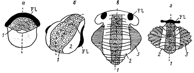  Рис. 50. Основные отделы мозжечка наземных позвоночных (Bangma, 1983). а - амфибии, б - рептилии, в - птицы, г - млекопитающие. 1 - область червя, 2 - паравермальная и 3 - латеральная области.