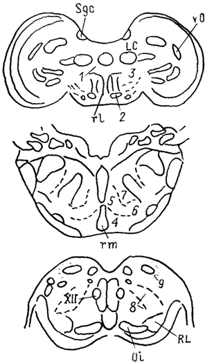 Рис. 61. Ретикулярная формация птиц (по: Pearson, 1976). 1 - nucl. annularis, 2 - nucl. popillioformis, 3 - латеральная зона ретикулярной формации, 4 - парамедианное и 5 - гигантоклеточное ретикулярные ядра, 6 - латеральное парагигантоклеточное ядро, 7 - каудальное ретикулярное ядро моста, 8 - центральное ядро продолговатого мозга, 9 - сплетение Хорсли.