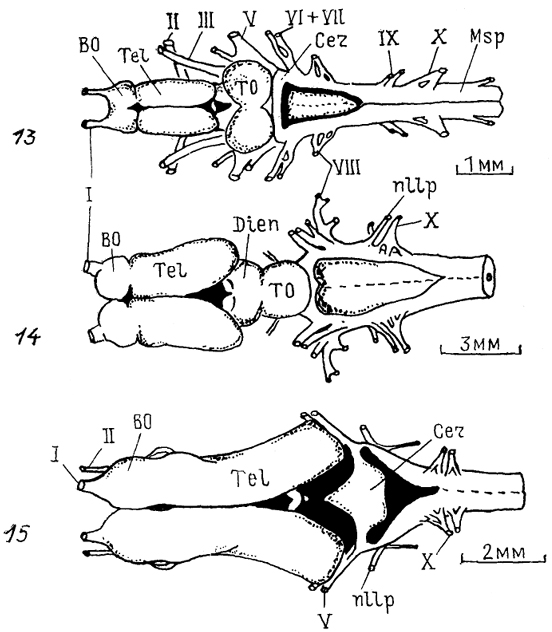  Рис. 5. Общий вид головного мозга представителей разных групп низших позвоночных (по: Northcutt, 1978, 1980, 1986; Northeutt, Puzdrowski, 1988) 1 - круглоротые <минога Ichthyomyzon unicuspis); 2-5 - хрящевые рыбы: химеры Hydrolagus colliei (2), акулы: Notorynchus maculatus (3), Mustelus canis (4), Spfiyrna tiburo (5); 6-8 - саркоптеригии: латимерия Latimeria chalumnae (6), двоякодышащие рыбы: Neoceratodus forsteri (7), Protopterus annecteus (8) ; 9 - 12 - лучеперые рыбы: многопер Polypterus palmas (9), хрящевой ганоид Scapharhynchus platorynchus (10), костный ганоид LepIdosteus osseus (11), костистая рыба Salmo gairdneri (12); 13 - 15 - амфибии: Rапа catesbeiana (13), Amblystoma tigrinum (14), Ichthyophis glutinosus (15); I-XII-черепномозговые нервы.