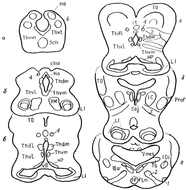  Рис. 66. Строение промежуточного мозга и рострального отдела среднего мозга акулы Scyliorhinus canicula (Reperant e. a., 1986). 1-3 - структуры добавочной оптической системы: базальный зрительный тракт (1), зрительное ядро вентрального тегментума среднего мозга (2), зрительная область, дорсального тегментума среднего мозга (3); 4, 5 - претектальные ядра: оптическое ядро задней комиссуры (4), оптическое центральное ядро (5), 6 - дорсолатеральное ядро, а-e - срезы в ростро-каудальном направлении.