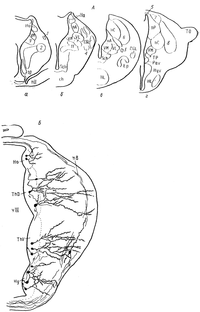  Рис. 69. Схема организации промежуточного мозга представителей бесхвостых амфибий JRana catesbeiana (А) и хвостатых амфибий - Нупоbius (Б) (Neary, Northcutt, 1983; Обухов, 1990). 1 - ядро ложа медуллярной полоски; 2 - латеральная амигдала; 3 - нейропиль Беллончи; 4 - поверхностное желудочковое ядро вентрального таламуса; 5 - субкомиссуральный орган; 6 - 8 - части латерального ядра: передняя (6), дорсальная (7) и вентральная (8); 9-11 - части преоптического ядра; дорсальная (9), вентральная (10) и крупноклеточная (11). а-г  - срезы в рострокаудальном направлении.