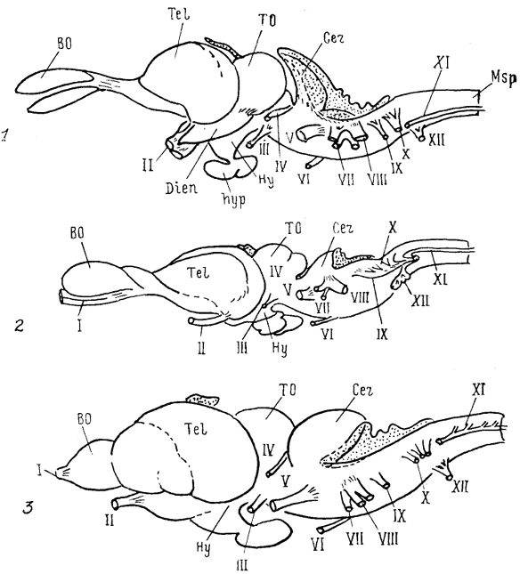  Рис. 6. Общий вид головного мозга рептилий (Bangma, 1983). 1 - ящерица Varanus exanthematicus, 2 - питон Pyton regius scripta elegans, 3 - черепаха Pseudemys.