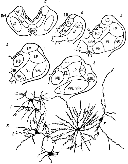  Рис. 74 Таламус кошки (Леонтович, 1979; Macchi, Bentivoglio, 1986). А - расположение ядер на срезах в рострокаудальном направлении (а-д); Б - типы; клеток: 1 - кисточковый, 2, 3 - короткоаксонные, 4 - густоветвистый и 5 - ретикулярный нейроны. Обозначение ядер таламуса см. в тексте.