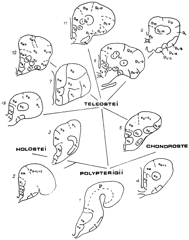  Рис. 85. Схема строения полушарий конечного мозга разных лучеперых рыб: многоперы (1), грлостеи (2, 3), хондростеи (4, 5), низшие (6, 7) и высшие 8-11) костистые. Буквами обозначены зоны полушарий по классификации R. Nieuwenhuys.