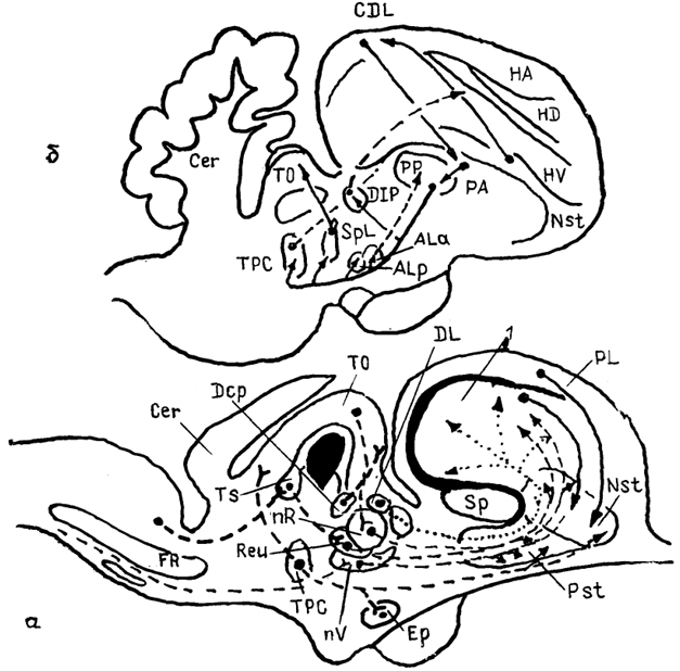  Рис. 88. Основные связи стрио-паллидарной системы мозга рептилий (а) и птиц (б) (Белехова, 1986). 1 - дорсо-вентрикулярный край, ALa, ALp - ядра лентикулярной петли, DcP – ядро задней комнссуры, DIP - заднее промежуточное ядро таламуса, SpL -спириформное ядро претектальной области.