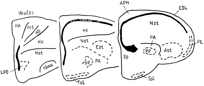  Рис. 89. Строение полушарий мозга голубя Columba livia на серии фронтальных срезов (Reiner, 1985).