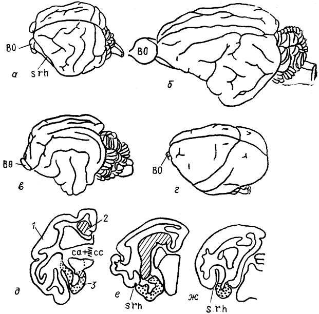  Рис. 91. Внешний вид головного мозга различных млекопитающих (а-г) в поперечные срезы мозга ехидны (д-ж) (Welker, Lende, 1980). а - ехидна, б - грызун капибара, в - кошка, г - беличья обезьяна; 1-3 - отделы коры: неокортекс (1), архикортекс (2), палеокортекс (3).