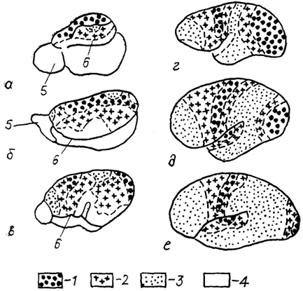  Рис. 92. Расположение и степень развития корковых полей различных типов на латеральной поверхности полушарий млекопитающих (Богословская, Поляков, 1981). а - еж, б - крыса, в - собака, г - мартышка, д - оранг, е - человек; 1-3 - поля леокортекса: первичные (1), вторичные (2) и третичные (3), 4 - территория древней, старой .и межуточной коры, 5 - обонятельная луковица, 6 - ринальная борозда.