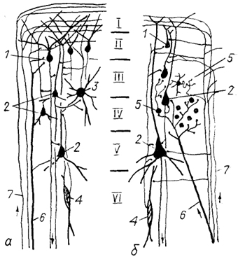  Рис. 93. Схема возможной эволюции модульного строения коры млекопитающих (Glezer e. а., 1988). а - исходный гипотетический модуль, б - модифицированный модуль. 1 - пирамиды II слоя с широкой зоной ветвления дендритов, 2 - пирамиды III-V слоев, 3 - мультиполярная клетка, 4 - биполярная клетка, 5 - короткоаксонные звездчатые нейроны разных типов, 6 - специфическиеи 7 - неспецифические таламо-кортикальные афференты.