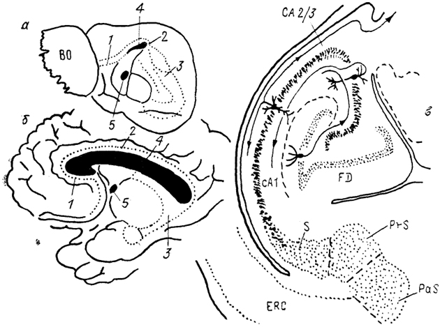  Рис. 94. Организация гиппокампа у ежа (а) и человека (б) и строение гиппокампа лемура на тангенциальном срезе (в) (Stephan, Malonescu, 1980). 1 - прекаллозальный, 2 - супракаллозальный и 3 - посткаллозальный отделы гиппокампа, 4 - мозолистое тело, 5 - передняя комиссура, СА 1 и СА 2/3 - отделы гиппокампа, ERC - энторинальная кора, FD - зубчатая фасция, PaS - парасубикулум, PrS - пресубикилум, S - субикулум.