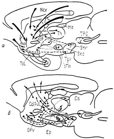  Рис. 95. Основные связи стрио-паллидарной системы млекопитающих на примере мозга крысы (Heimer, Alheid, Zaborzsky, 1985). а - афферентные, б - внутренние и эфферентные связи.