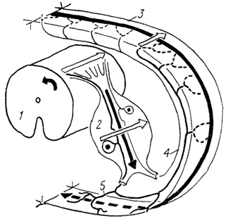 Рис. 16. Схема организации спинномозгового ганглия кошки (Kausz, Rethelyi, 1985). 1 - спинной мозг; 2 - ганглий; 3 - стенка туловища; 4, 5 - дорсальная (4) и вентральная (5) ветви чувствительного нерва. Стрелки показывают соответствие зон иннервации положению клеток в ганглии и спинном мозге.