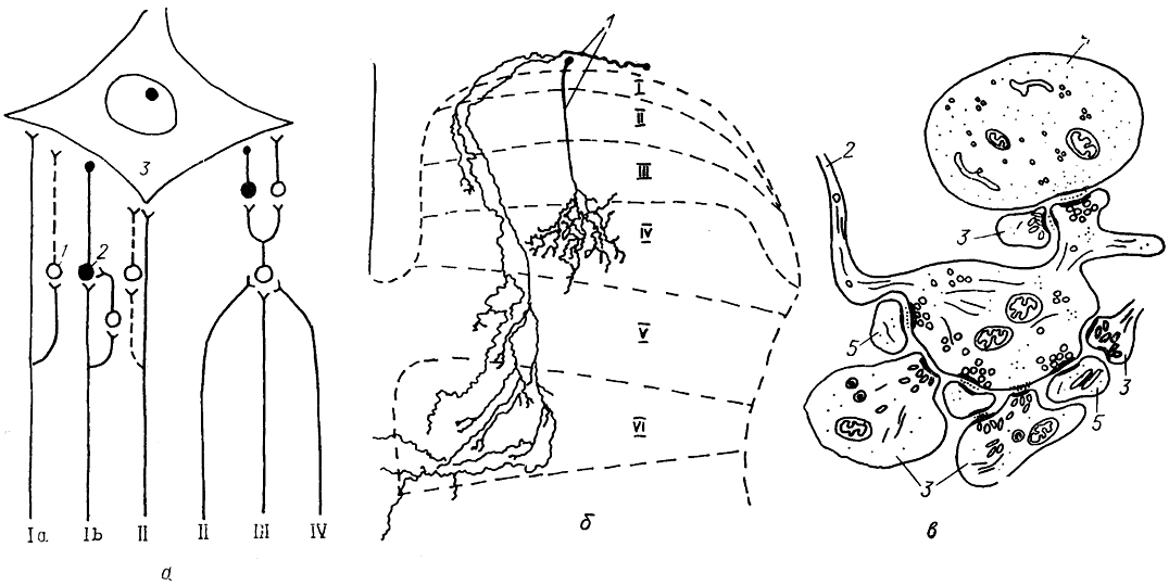  Рис. 18. Схема окончания первичных афферентов на мотонейроне (а), характер их ветвления в сером веществе задних рогов (б) и фрагмент ультраструктуры афферентного окончания (в) (Mannen, 1978; Honk, Zevrymer, 1981; Semba, 1983). a: Ia, Ib, II-IV-различные виды афферентов; 1, 2 - возбуждающие (1) и тормозные (2) интернейроны; 3 - мотонейрон. б, в:1 - афференты; 2, 3 - аксонные терминали афферентов типа Аα (2) и Аβ (3); 4, 5 - дендрит (4) и дендритный шипик (5) интернейронов задних рогов; I-VI - пластины Рекседа.