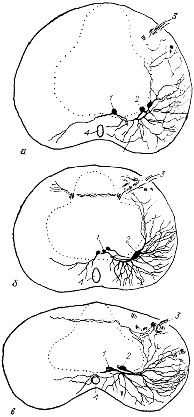  Рис. 21. Нейронная структура моторных ядер шейных сегментов спинного мозга хвостатых амфибий из группы саламандр: Rhyacotriton olympicus (a), Ptethodon jordani (б), Batrachoseps attenuatus (в) (Toth e. a., 1985). 1, 2 - медиальная (1) и латеральная (2) группы мотонейронов; 3 - дорсальный корешок; 4 - спинномозговой канал. Точками обозначена зона серого вещества.