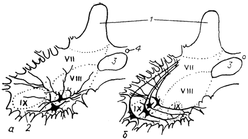  Рис. 22. Нейронная структура вентромедиального (а) и вентролатерального (б) мотонейронного ядра спинного мозга ящерицы (Cruce, 1979). 1, 2 -задние (1) и передние (2) рога спинного мозга; 3 - медиальные проприоспинальные тракты; 4 - спинномозговой канал; VII-IX -пластины Рекседа.