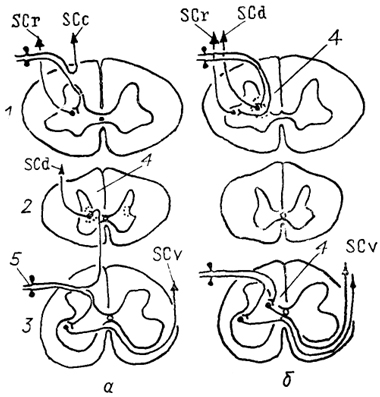  Рис. 23. Организация спинно-мозжечковых трактов у млекопитающих (а) и птиц (б) (Necker, 1989). 1-3 - шейный (1), грудной (2) и поясничный (3) отделы спинного мозга; 4 - ядро Кларка; 5 - чувствительные нейроны спинномозгового ганглия. Остальные обозначения, как на рис. 15.