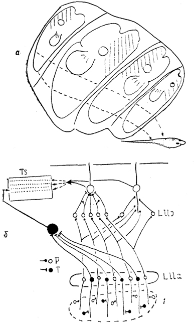  Рис, 37. Схема организации проекций электрорецепторов в мозге Gymnoti-formis (Maler e. a., 1981; Heiligenberg, Dye, 1982). а - распределение входов в заднюю долю органов боковой линии от рецепторов разных отделов тела, б - представительство афферентов от двух типов бугорковых рецепторов (Р и Т) в стволе мозга. 1 - рецептивная поверхность.