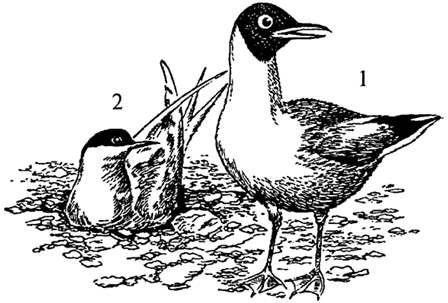 Рис. 15. Озерная чайка (1)  и речная крачка (2)