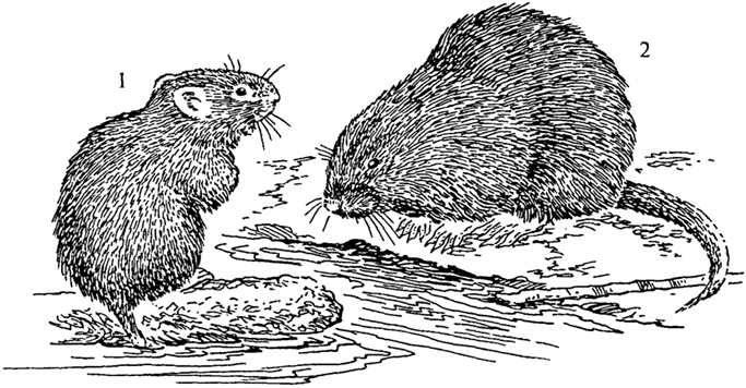 Рис. 20. Водяная крыса (1) и ондатра (2)