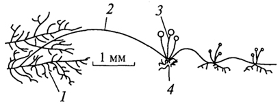 Рис.5. Мукоровый гриб Phizopus stolonifer: 1 - мицелий; 2 - столон; 3 - конидиеносец; 4 - ризоиды