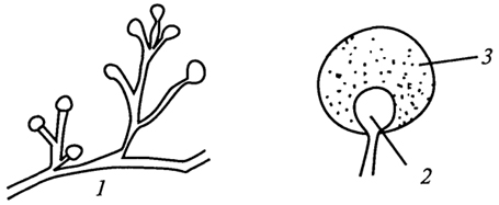 Рис. 7. Спорангии и спорангиеносцы у грибов рода Мисоr: 1 - плодоносящий мицелий; 2 - спорангиеносец; 3 - спорангий со спорами