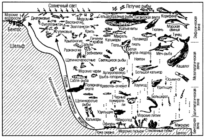 Рис. 5.5. Профиль океана и его обитатели (по Н.Н. Моисееву, 1983)