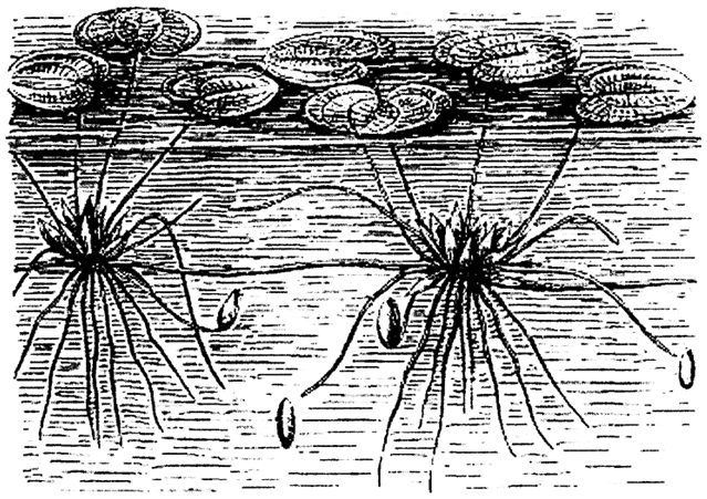 Рис. 5.9. Водокрас (Hydrocharias morsus ranae) осенью.  Видны зимующие почки, опускающиеся на дно (из Т.К. Горышиной, 1979)