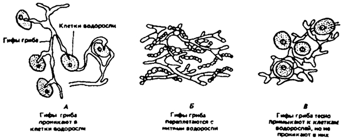 Рис. 6.11. Направление эволюции от паразитизма к мутуализму у лишайников (по Е. Одуму, 1963)