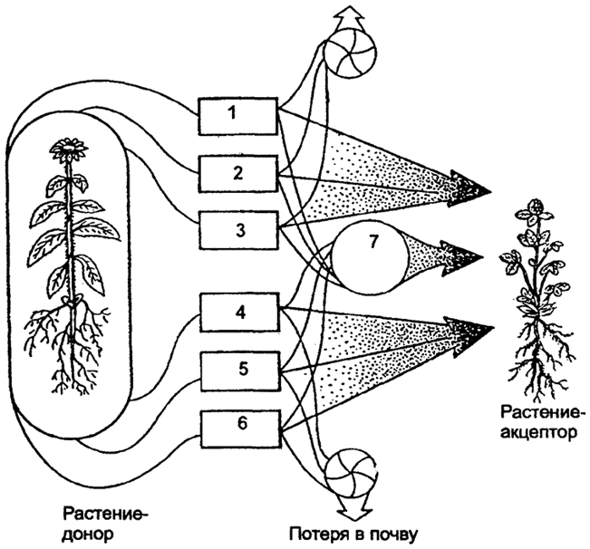 Рис. 6.15, Влияние одного растения на другое (no A.M. Гродзинскому, 1965): 1 - миазмины; 2 - фитонцидные вещества; 3 - фитогенные вещества; 4 - активные прижизненные выделения; 5 - пассивные прижизненные выделения; 6 - посмертные выделения; 7 - переработка гетеротрофными организмами