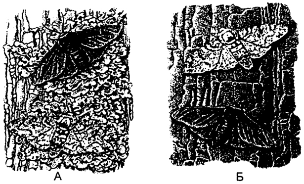 Рис. 6.16. Маскировка бабочки березовой пяденицы (по П. Фарбу, 1971)