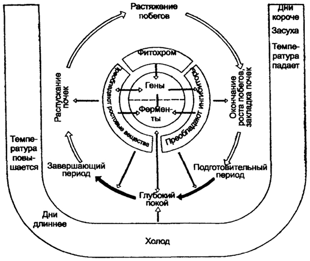 Рис. 7.12. Упрощенная схема влияния внешней среды (подковообразная фигура), управляющих механизмов клетки и гормональных факторов на ритм развития древесных растений (по В. Лархеру, 1978)