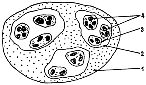 Рис. 9.1. Пространственное подразделение популяций (по Н.П. Наумову, 1963): 1 - ареал вида; 2-4 - соответственно географическая, экологическая и элементарная популяции