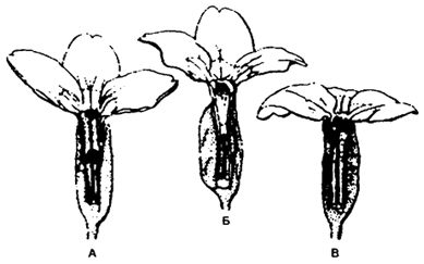 Рис. 9.8. Три формы цветков у примулы (Primula vulgaris), из Ф. Шеппарда, 1970
