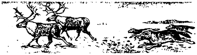 Рис. 10.6. Охота волков на северных оленей (по Н. М. Черновой и др., 1995)