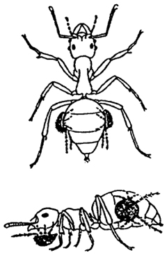 Рис. 11.9. Форезия клещей на насекомых (по W. Jacobs, М. Rentier, 1974)