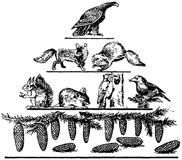 Рис. 12.24. Упрощенная схема пирамиды численности (по Г.А. Новикову, 1979)