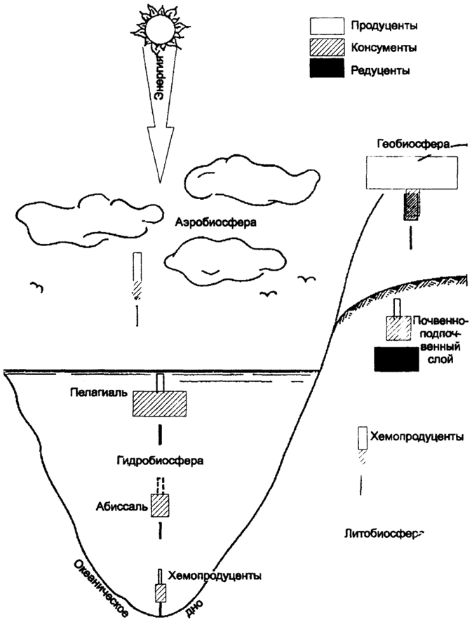 Рис. 12.27. Типы пирамид биомассы в различных подразделениях биосферы (по Н.Ф. Реймерсу, 1990)
