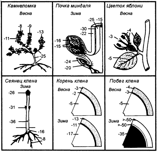 Рис. 4.11. Холодостойкость отдельных органов и тканей разных растений (по В. Лархеру, 1978)