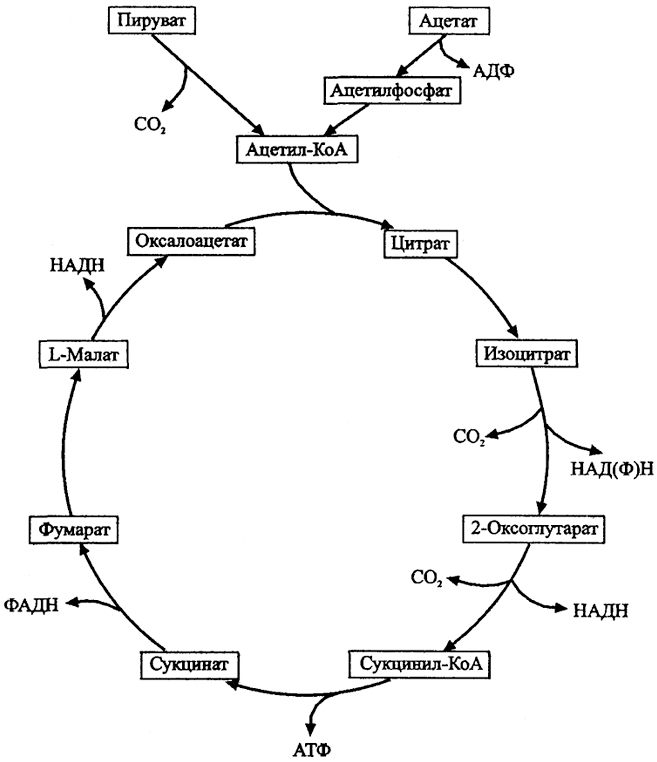 Цитратный цикл. Цикл трикарбоновых кислот ЦТК биохимия. Цикл трикарбоновых кислот схема. Цитратный цикл цикл лимонной кислоты цикл трикарбоновых кислот ЦТК. Цикл трикарбоновых кислот Кребса биохимия.